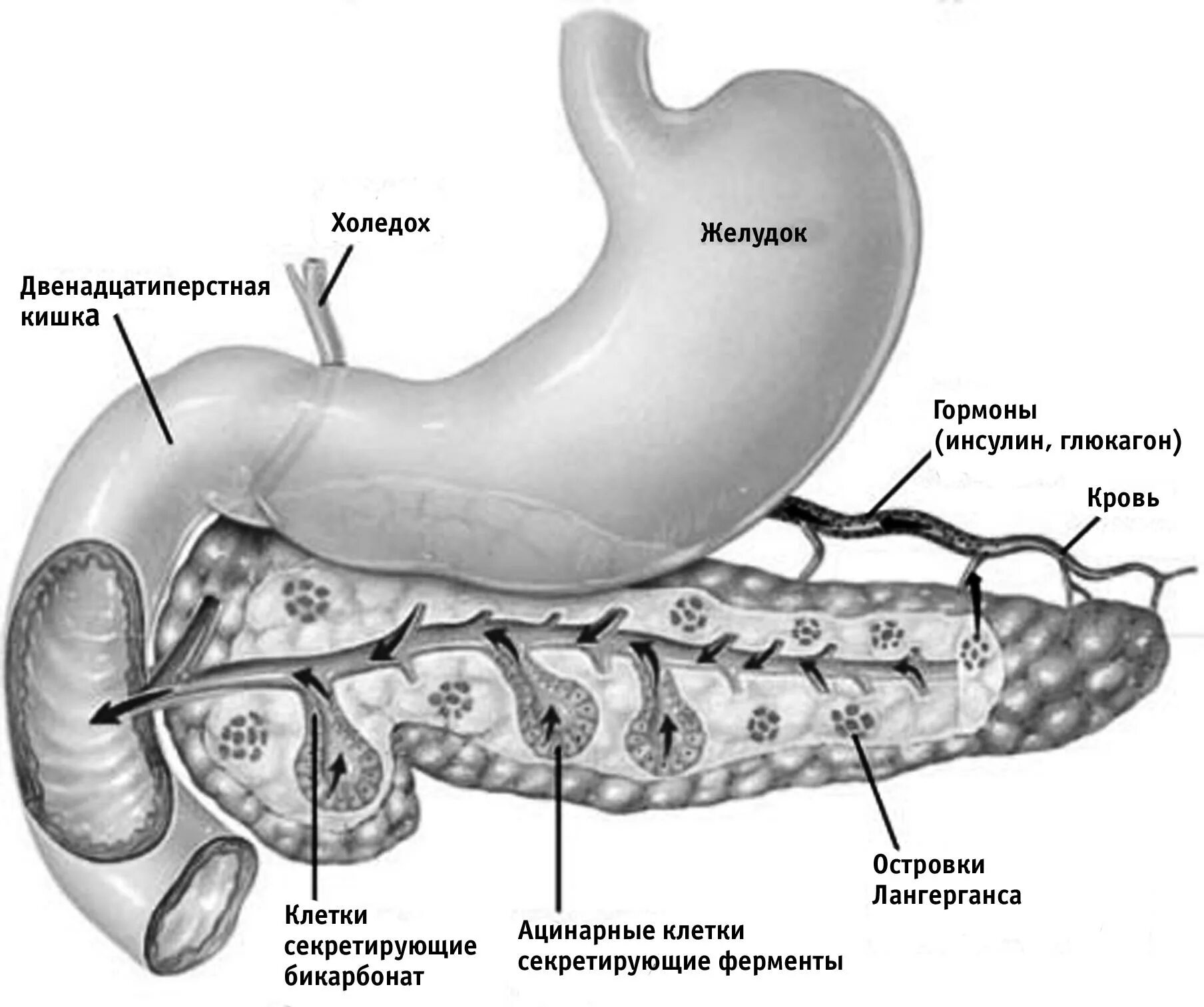 Каково внутреннее строение поджелудочной железы. Панкреатит поджелудочной железы анатомия. Поджелудочная железа анатомия структура. Строение и физиология поджелудочной железы. Строение поджелудочной железы человека анатомия.