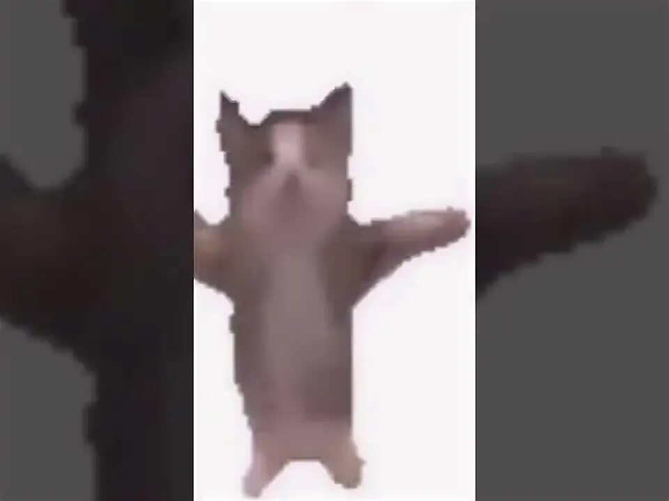 Кот шни шна шнапи. Шни шна шнапи мем котик. котик танцует мем. шни шна шнапи кот танцует.