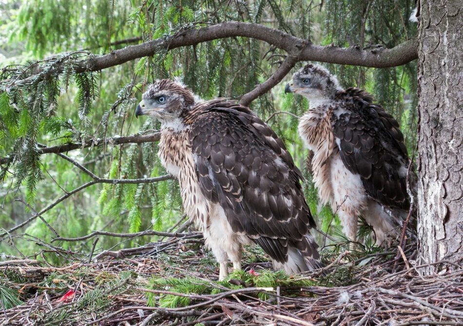 Перо ястреба тетеревятника. Численность ястребов тетеревятников и ели. Лесной ястреб. Численность ястребов тетеревятников и ели. Гнездо ястреба тетеревятника.