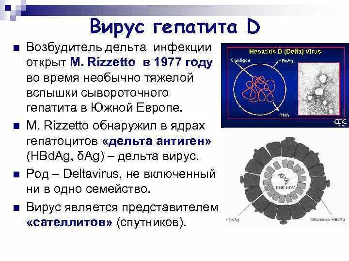 Гепатит в без дельта агента. Строение вируса гепатита Дельта. Вирус гепатита с возбудитель. Возбудитель гепатита d. Вирусный гепатит а возбудитель.