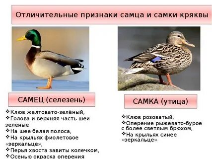 Продолжительность жизни утки