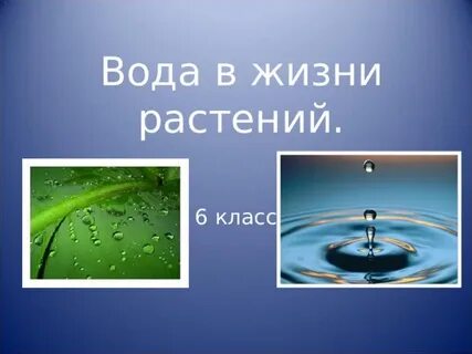 Вода основа жизни растений