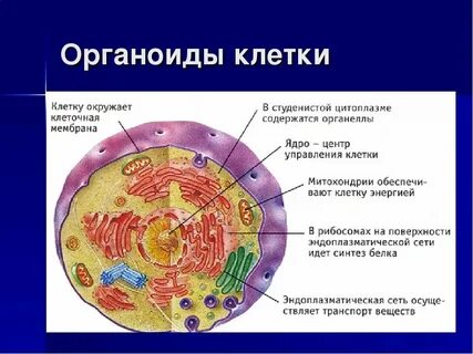 Какой органоид встречается клеток всех живых организмов
