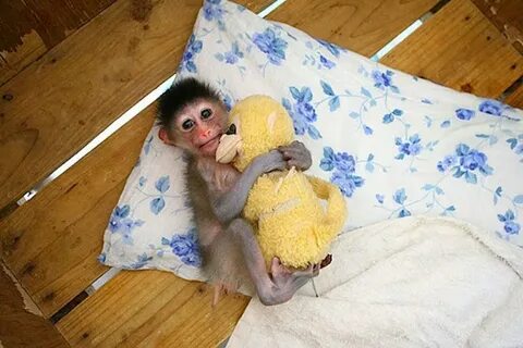 Кроватка обезьянки