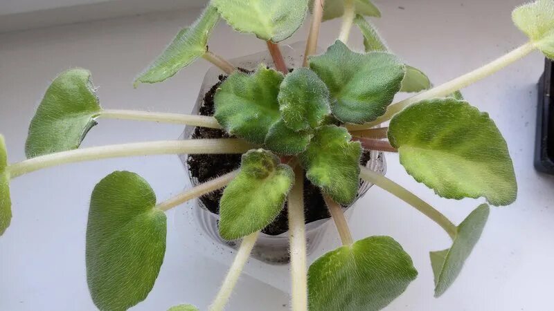 Серая гниль на фиалках. Белые прожилки на листьях фиалки. Фиалка листочки желтеют. Почему фиалка белые листья. Фиалка с белыми листьями.