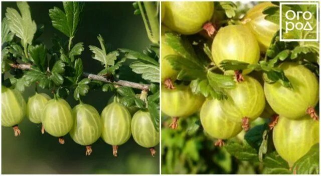 Лучший крыжовник для подмосковья. Лучшие сорта крыжовника для средней полосы россии. сорт крыжовника защитник.