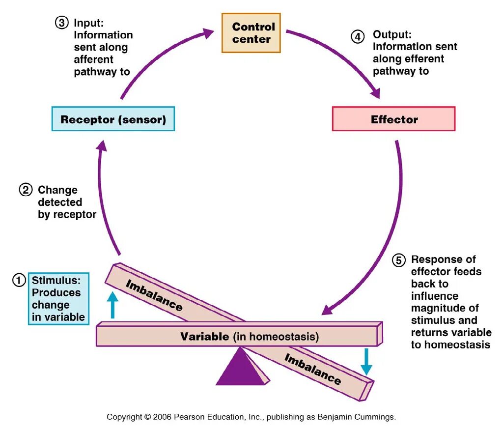 Homeostasis control mechanism. Гомеостаз значок. Inputting information. Схематичное изображение процессора. Inputting information.