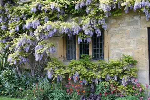 Yes you can wisteria
