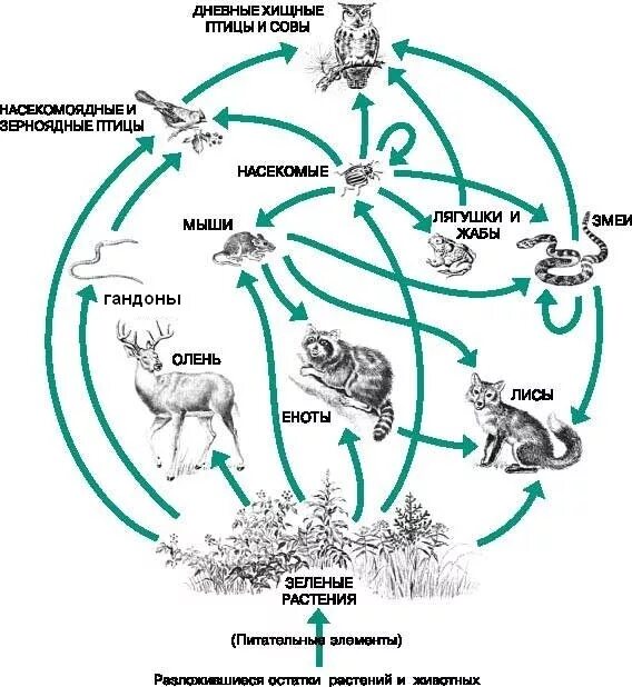 Составить схему природного сообщества. Примеры схема пищевой сети. Схему пищевой сети Лесной экосистемы. Круговорот цепи питания в лесу. Пищевая сеть леса схема.