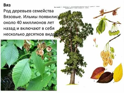 Описание видов деревьев