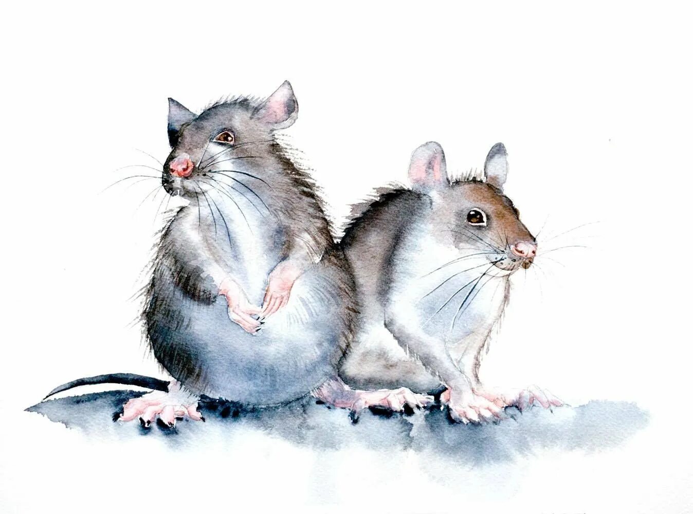 Two mouse