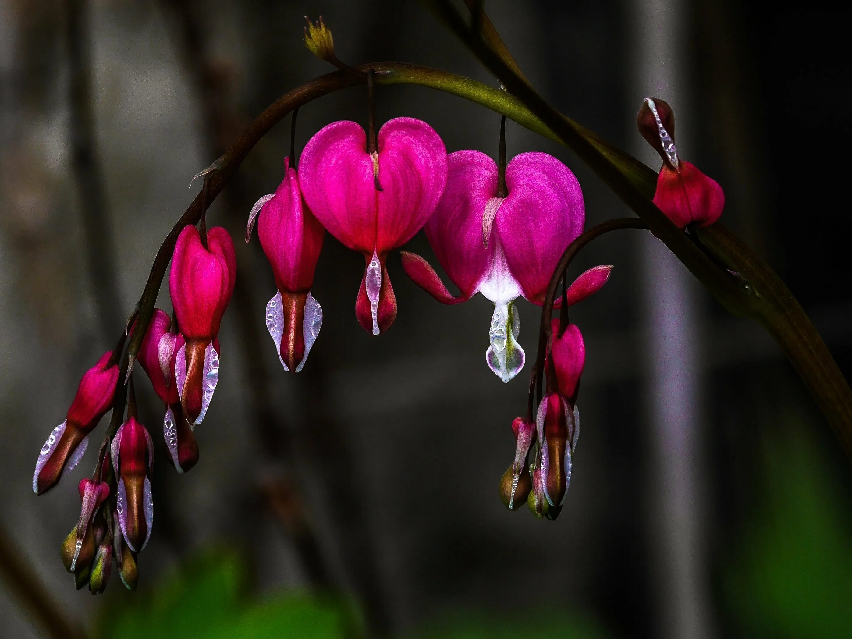 Дицентра великолепная (Bleeding Heart). Дицентра голубая. Дицентра синяя. Bleeding Heart (кровоточащее сердце, США). Hensy слезы и цветы