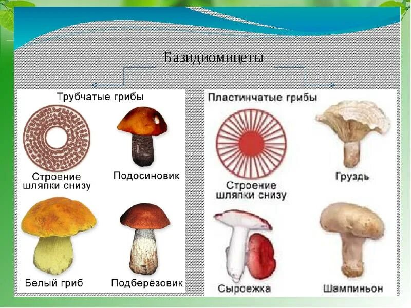 Грибы базидиомицеты трубчатые. Представители отдела грибов Базидиомикота. Представители Базидиомикота примеры. Высшие грибы базидиомицеты представители. Трубчатые это какие