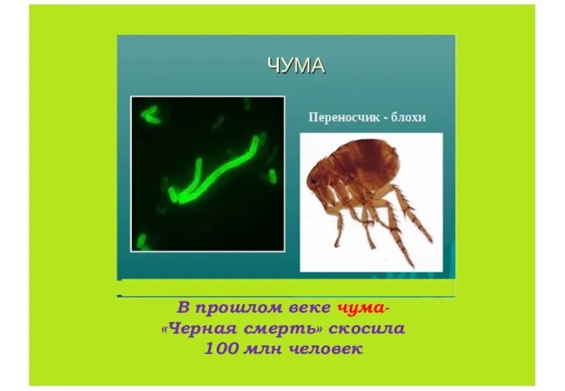 Чума значение. Презентация на тему чума по биологии. чума доклад по биологии 5 класс. сообщение о чуме по биологии 5.