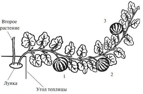 Как прищипывать арбузы в теплице пошаговое фото
