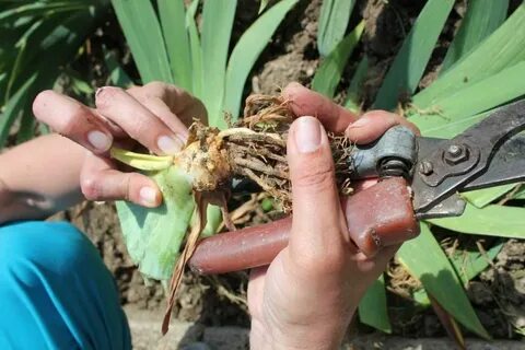 Когда лучше сажать ирисы