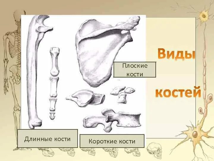 Кости трубчатые губчатые плоские смешанные. Типы костей человека схема. Короткие и плоские кости. Длинные и плоские кости.