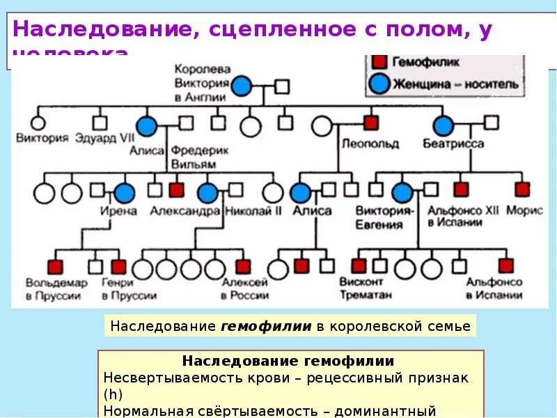 Схема наследования пола человека. Наследование признаков сцепленных с полом схема. Наследование признаков сцепленных с полом у человека. Генетика сцепленное с полом наследование.