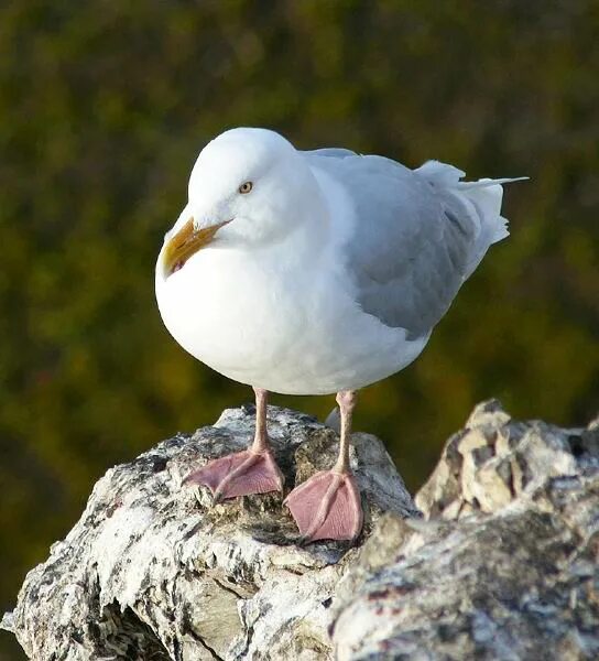 Бургомистр. Остров врангеля бургомистры. Птица бургомистр (чайка большая полярная). Чайка бургомистр фото. Larus hyperboreus.