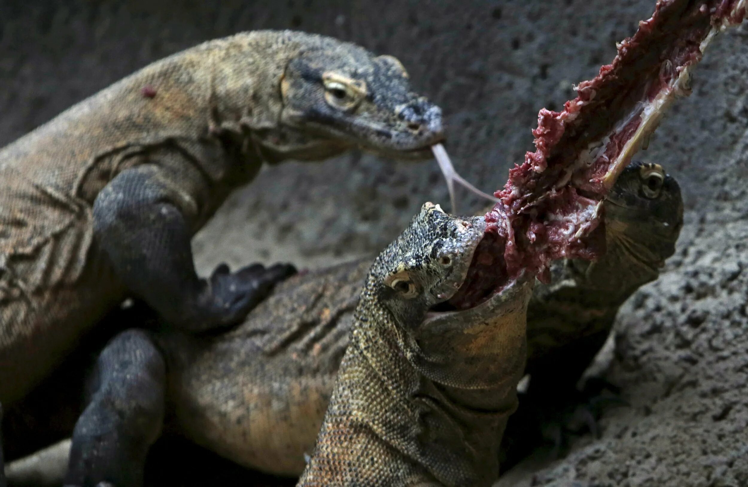 Комодский варан размеры. Комодский Варан. Комодский Варан вараны. Комодский Варан (Komodo Dragon).