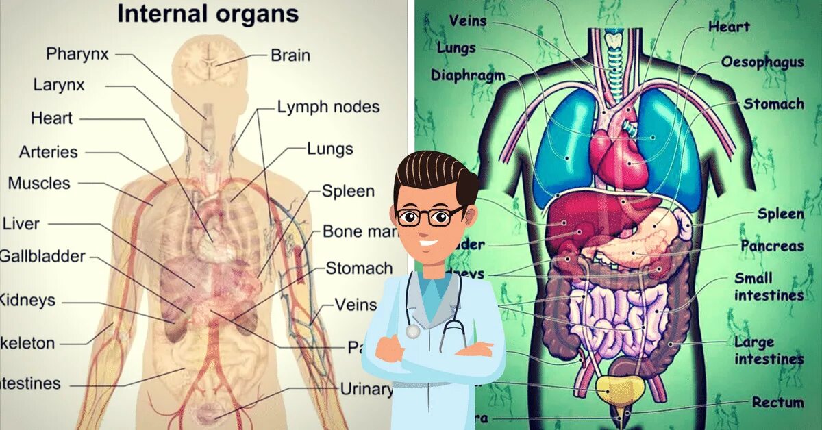 Human organs. Органы человека на англ. Внутренние органы на английском. Внутренние органы человека. Внутренние органы человека на английском.