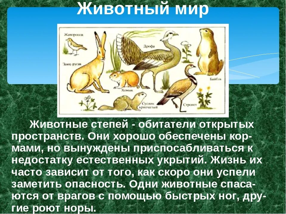 Сообщение о степях 4 класс окружающий мир