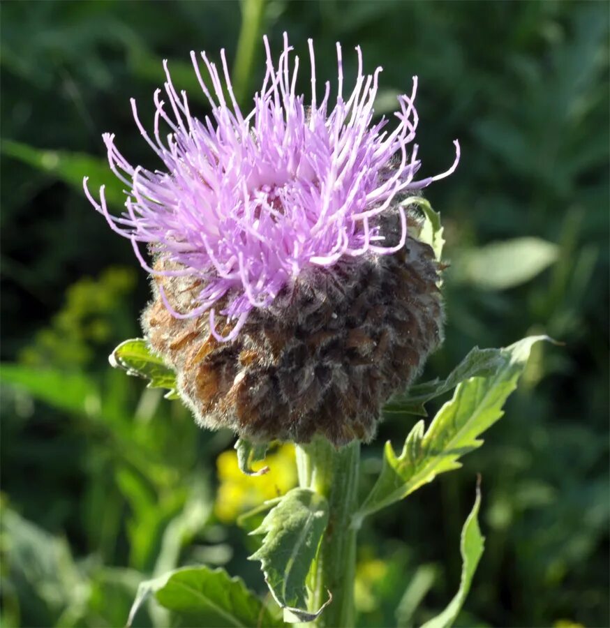 Левзея сафлоровидная. Левзея сафлоровидная (маралий корень) – Rhaponticum carthamoides (Willd.). Левзея сафлоровидная – Rhaponticum carthamoides Астровые - Asteraceae. Левзея сафлоровидная Кузнецкий Алатау. Маралий корень отзывы