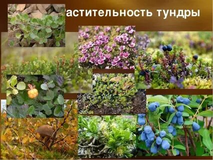 Какие из перечисленных растений характерны для тундры