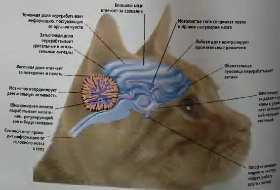 Мозг кошки. Строение головного мозга кошки. Строение мозга кота. Головной мозг кошки анатомия.