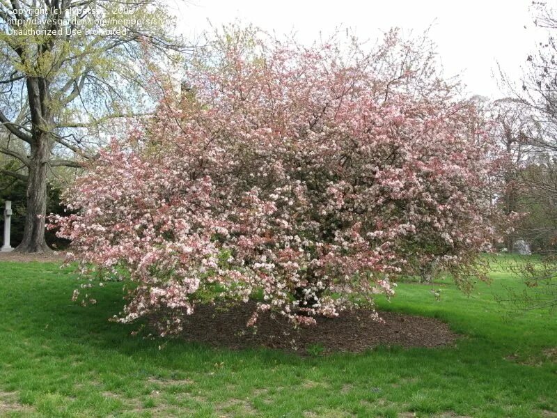 Malus floribunda. Яблоня Зибольда. Яблоня Зибольда роялти. Яблоня флорибунда