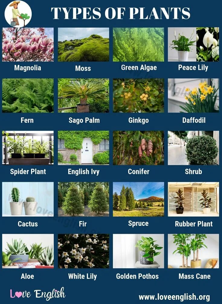 Plants english. Types of Plants. Виды растений. Different Types of Plants. Растения на английском.