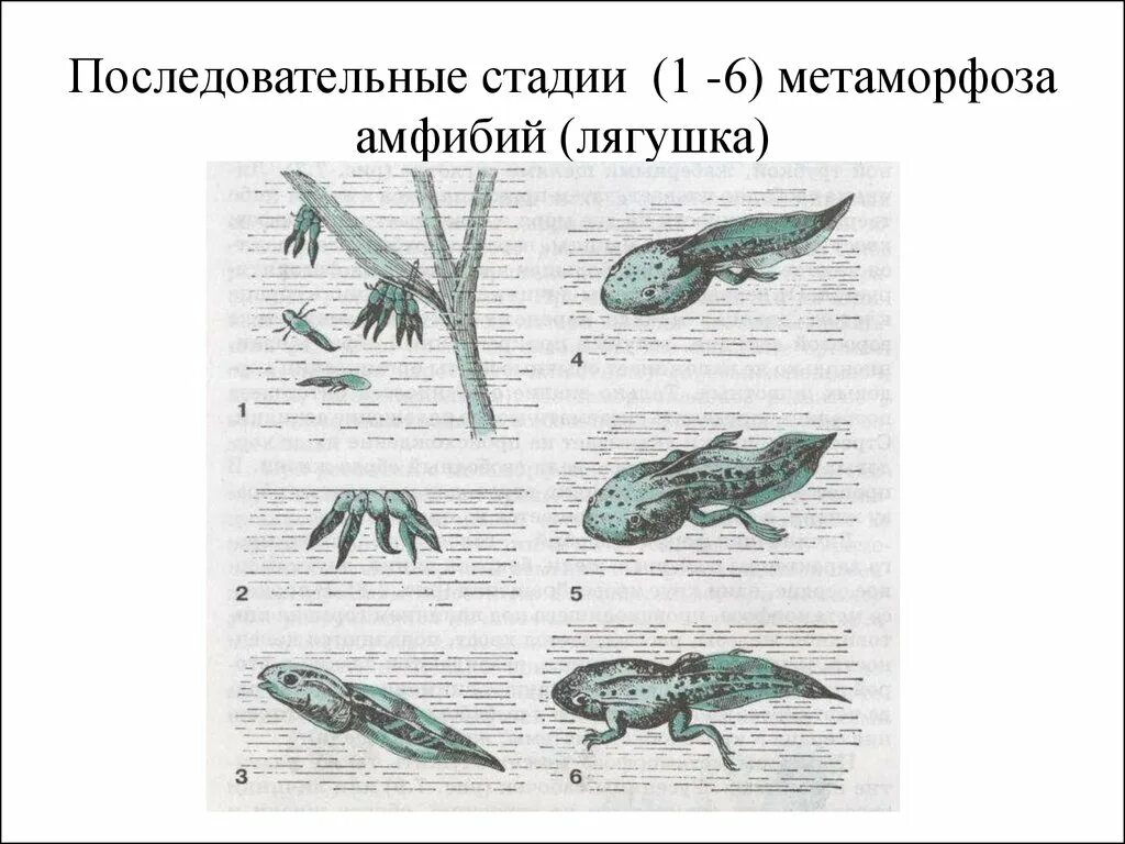 Метаморфоз амфибий. Метаморфоз лягушки. Последовательные стадии Метаморфоза лягушек. Метаморфоз земноводных стадии. Земноводное у которого раньше всех заканчивается метаморфоз