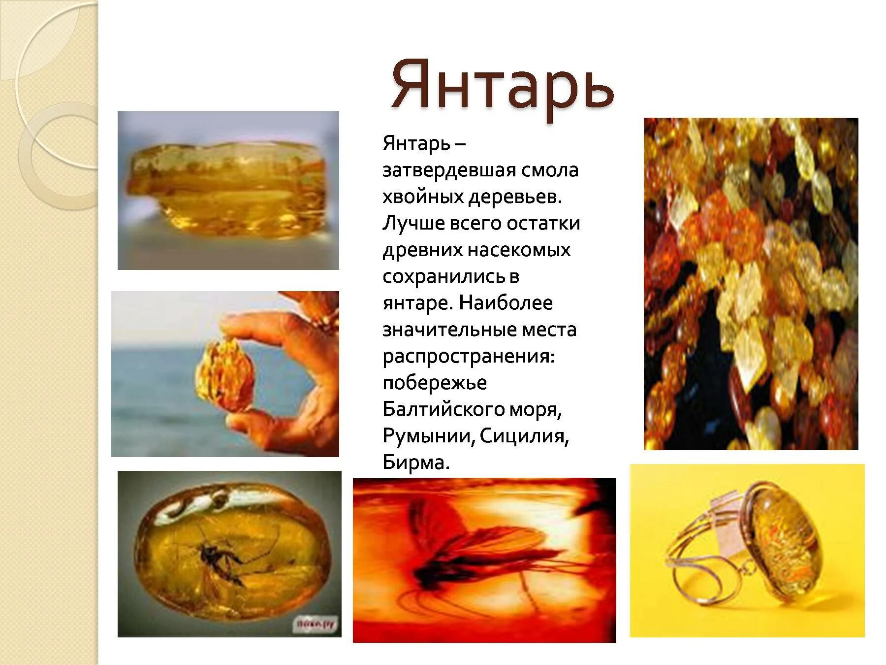 Янтарь окаменевшая смола хвойных деревьев огэ. Балтийского моря янтарь янтаря. балтийского моря янтарь янтаря презентация. характеристика янтаря. янтарь описание камня.