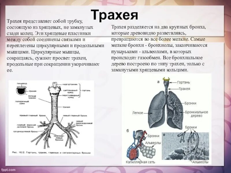 Состоит двух представляет собой