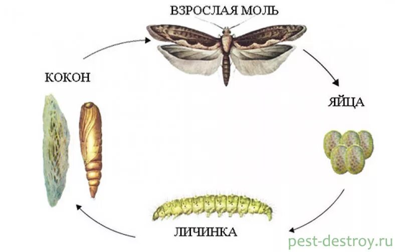 Сколько живет моль