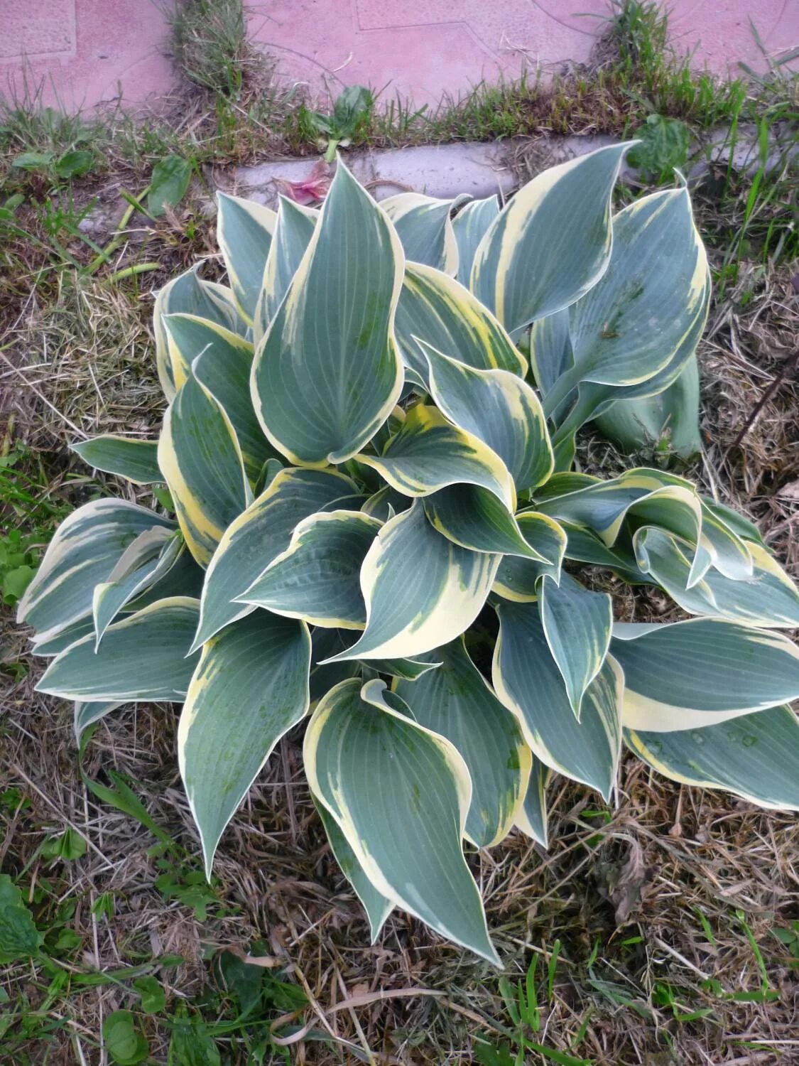 хоста викинг шип. хоста бродвей broadway. хоста зебра страйпс. 2ис34 хоста. хоста рейнфорест санрайз фото.