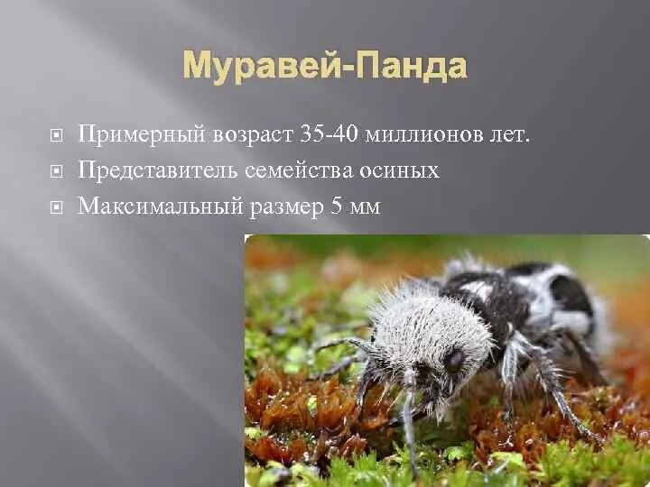 Большая панда красная книга. Большая панда из красной книги. Систематика панды. Животные красной книги панда. Большая панда из красной книги.