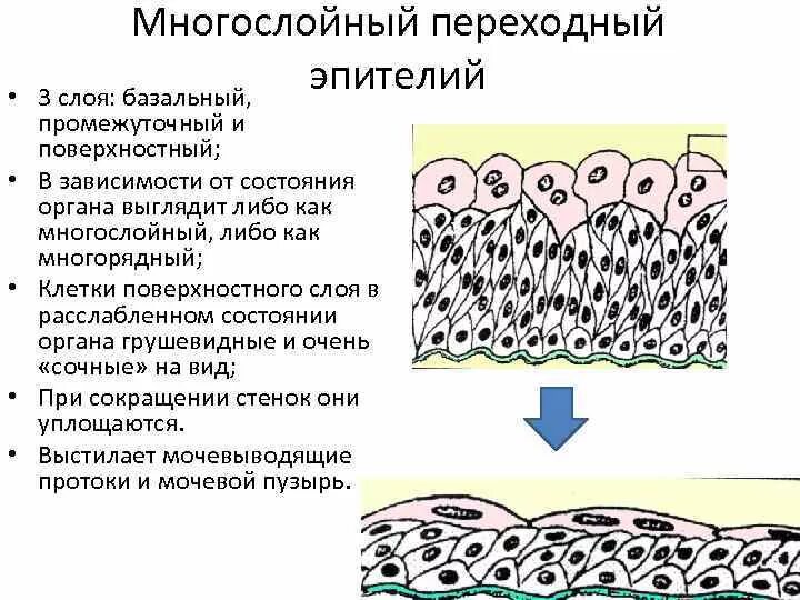 Слои переходного эпителия