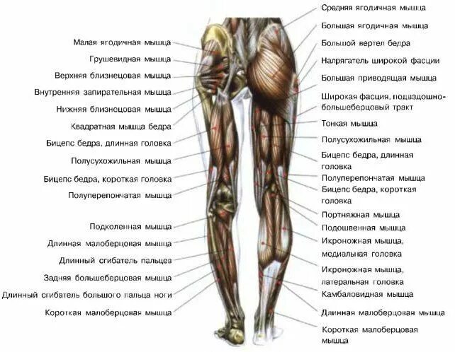 Как выглядят мышцы на ногах 6 Easy Tips to Get Bigger Calves Calf muscles, Big calves, Calf training
