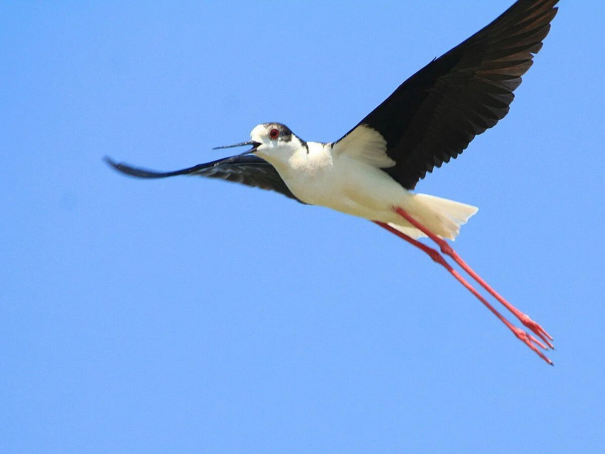 наездник апантелес. пеликан. летающие стержни skyfish. планер без двигателя. аквакоптера летающие воздух.