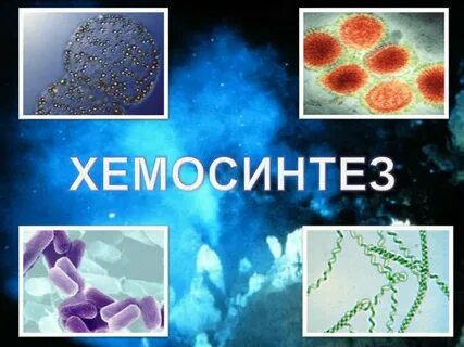 Хемосинтезирующие бактерии