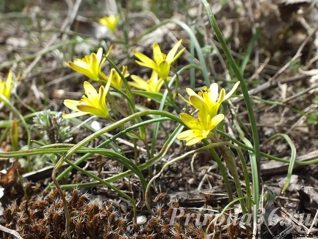 Желтые ранние цветы весной как называется. Ветреница гусиный лук. Весенние желтые первоцветы. Гусиный лук , пролеска, ветреница. Первоцветы весенние луговые.