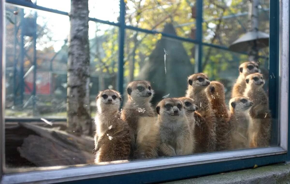 Смешной зоопарк. Прикольный зоопарк. Берлинский зоопарк животные. Смешной зоопарк. Московский зоопарк орангутаны.