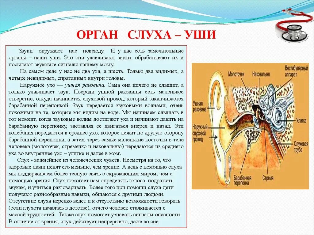 Слух 6 букв. Слух орган слуха 4 класс окружающий мир. Органы слуха человека 3 класс окружающий мир. Органы чувств и структуры уха. Доклад на тему уши орган слуха 3 класс.