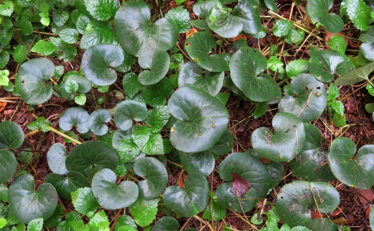 Копытень европейский asarum europaeum. Копытень зибольда. Копытень растение. Азарум (копытень). Копытень европейский обыкновенный.