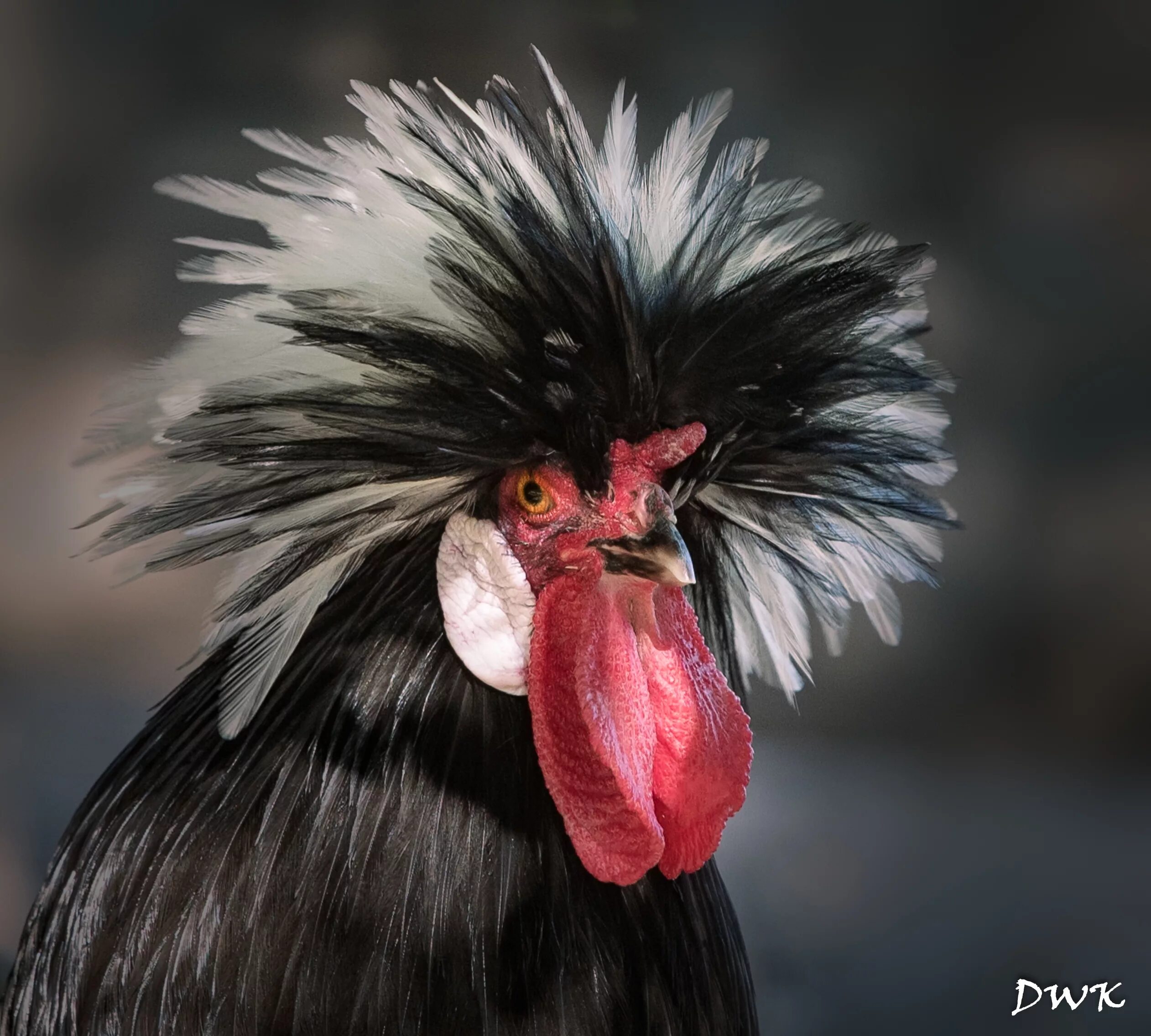 Петушок голова вытянутая. Прическа петушок. Гребень петуха. Петушок на голове. Петушок на голове.