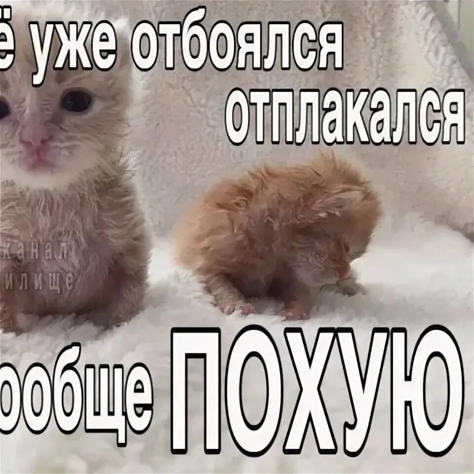 Отлов собак 11 11 22 титан баррикада волгоград смбу северный. Я уже своё отбоялся. Видео я уже свое отбоялся. Видео я уже свое отбоялся. Вообще пох даже дверь открыта.