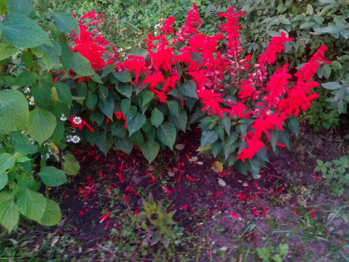 Сальвия редди брайт ред. Сальвия красная кардинал. Сальвия сальса скарлет. Сальвия семена. Сальвия блестящая (salvia splendens).