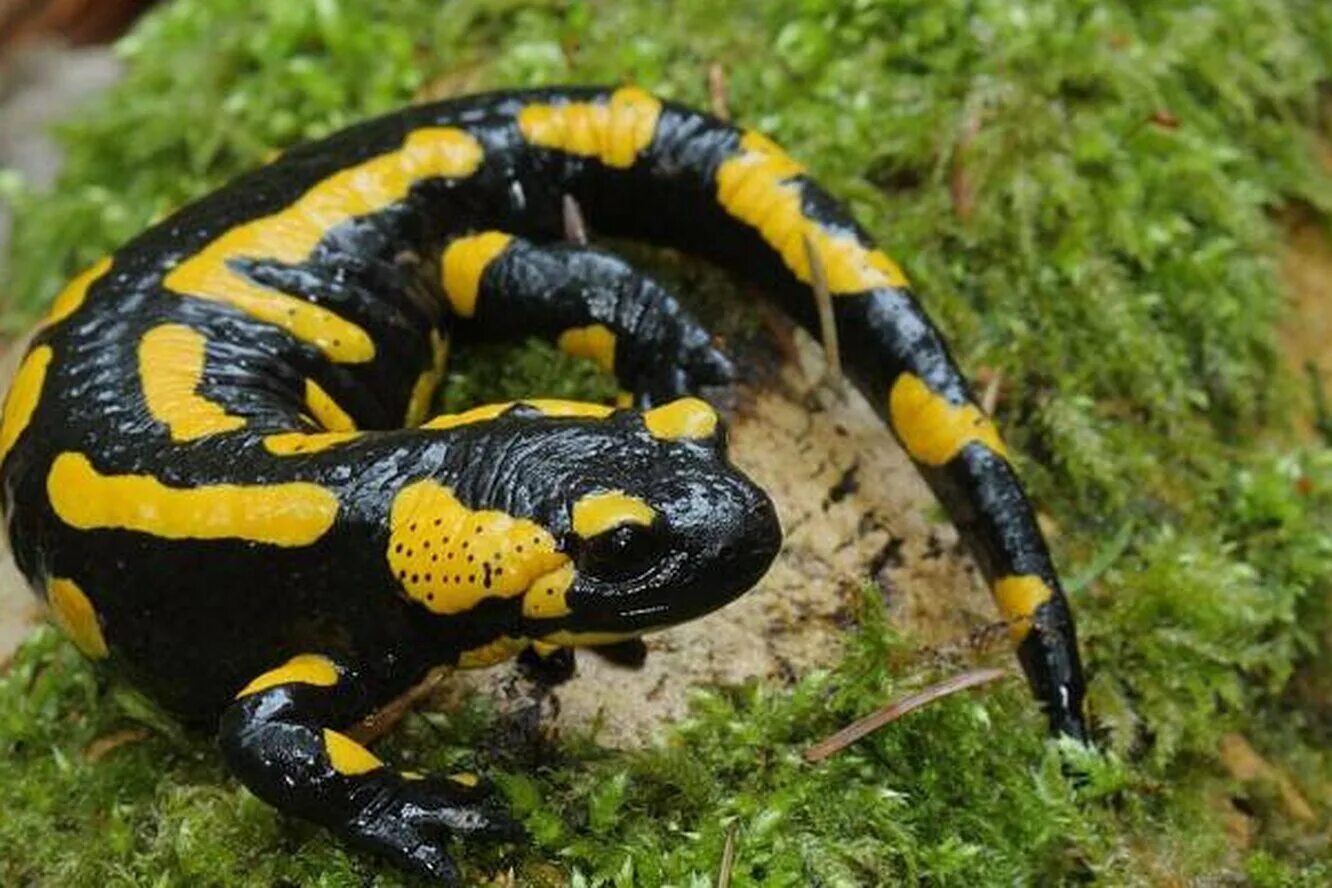 Огненная саламандра salamandra salamandra. Огненная саламандра земноводное. День саламандры. Огненная саламандра. Огненная саламандра хвостатые земноводные.