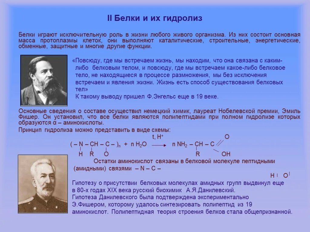 Гидролиз белков происходит. Теория строения белков. Гидролиз белков в организме. Гидролиз белков ворганизе. Гидролиз белков в организме человека.